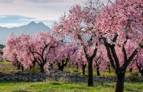 Lugares para ver almendros en flor