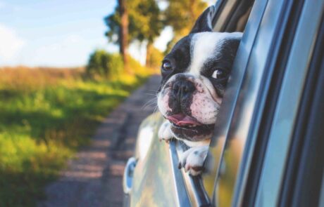 Cómo llevar al perro en el coche