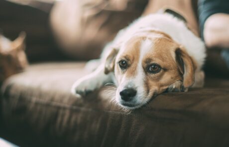 Consejos para viajar con mascotas