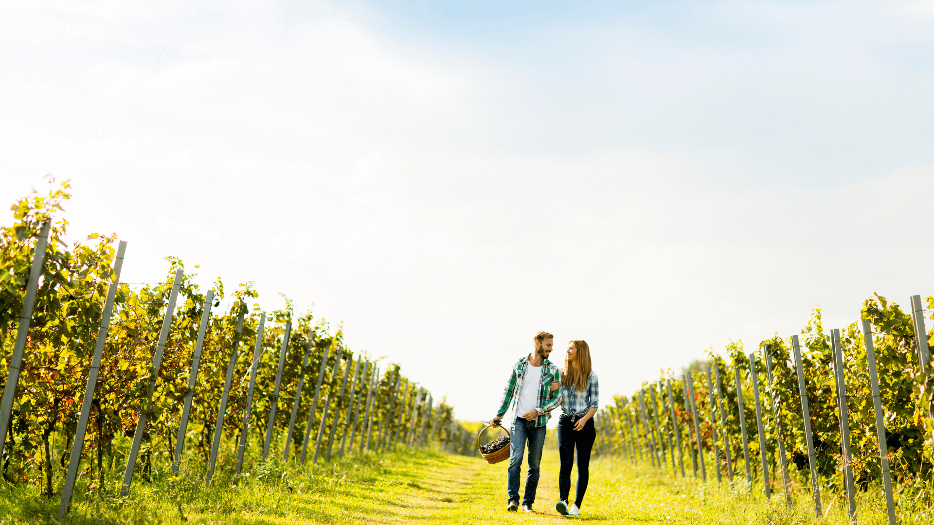 regalar cata de vinos regalar cata de vinos