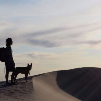 hoteles que admiten perros hoteles que admiten perros