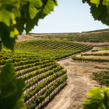 visita a bodega con cata de vinos para dos