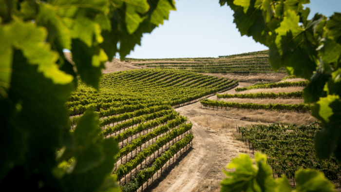 visita a bodega con cata de vinos para dos