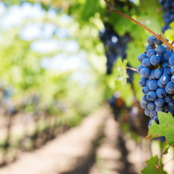 regalar cata de vinos