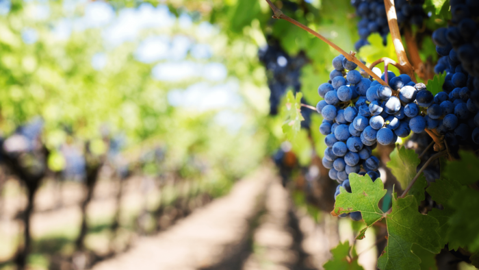 regalar cata de vinos