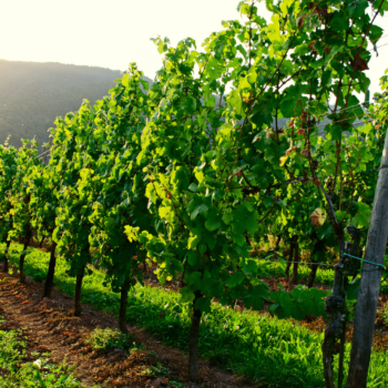 regalar cata de vinos