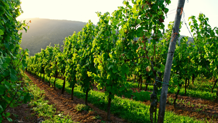 regalar cata de vinos