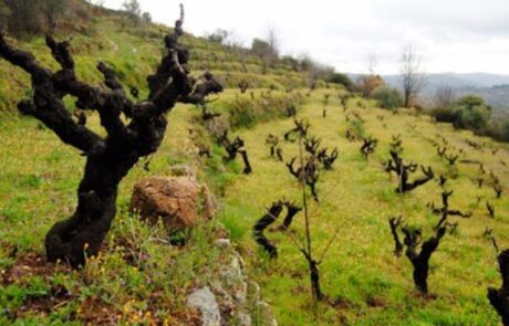 Bodega Cámbrico