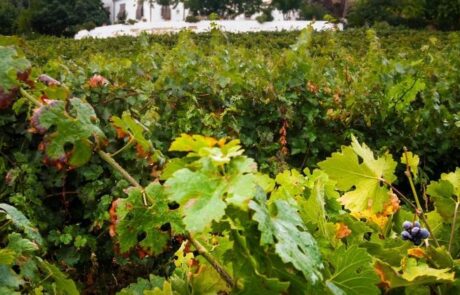 Bodegas Fuente La Reina