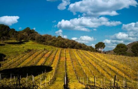 Bodegas Viñas Tintas