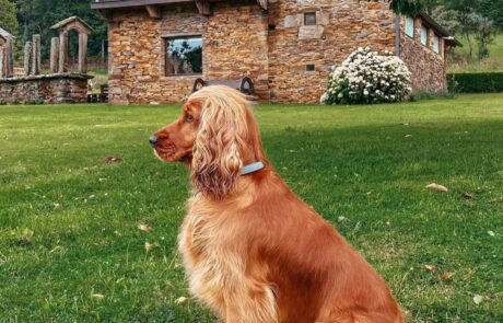 Escapada Petfriendly – Escapada Petfriendly Classic