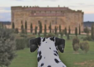 hoteles que admiten perros