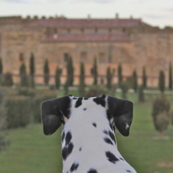 hoteles que admiten perros