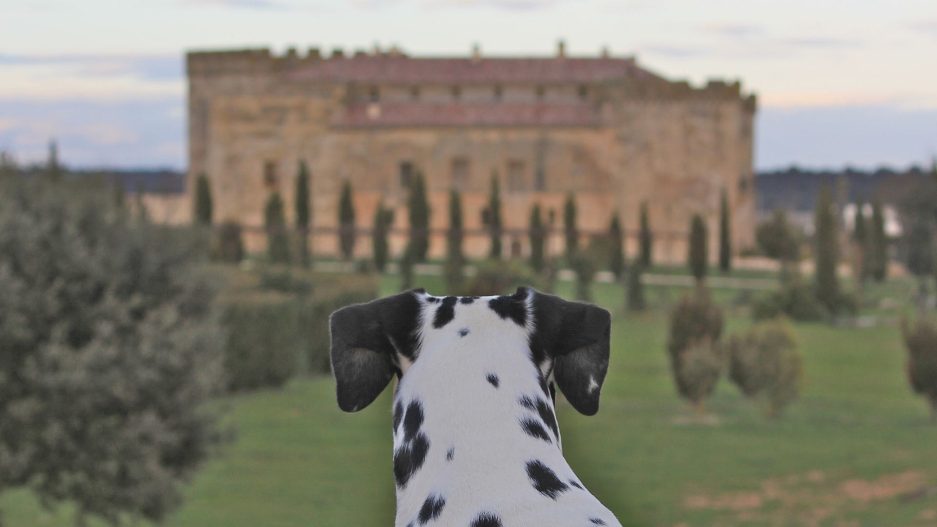 hoteles que admiten perros