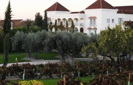 Bodegas y Viñedos Casa del Valle