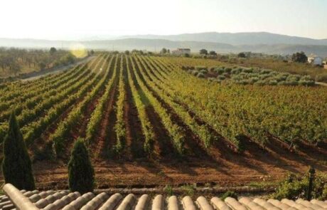 Bodega Barón D’Alba