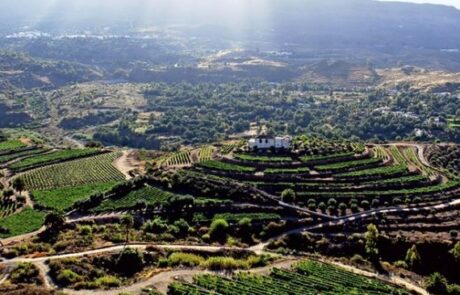 Bodegas Tirajanas