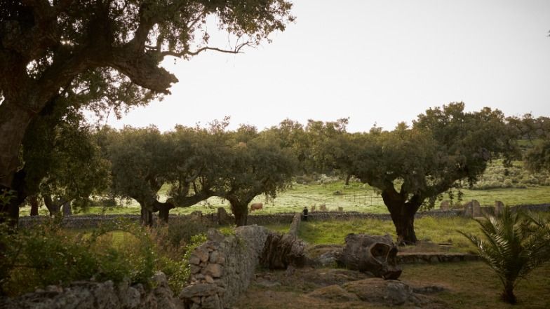 Finca el Cortiñal