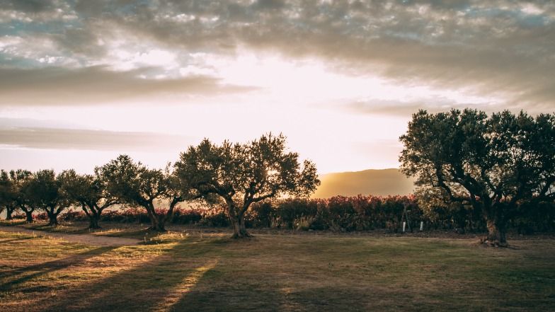 Finca de los Arandinos