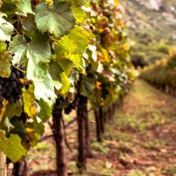Escapada Vinoselección