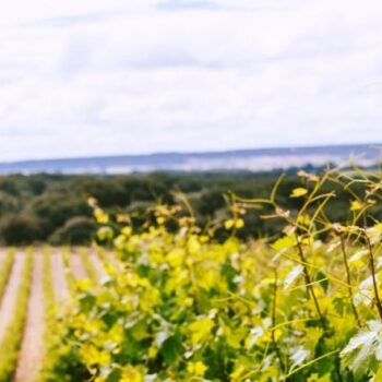 Escapada Vinoselección