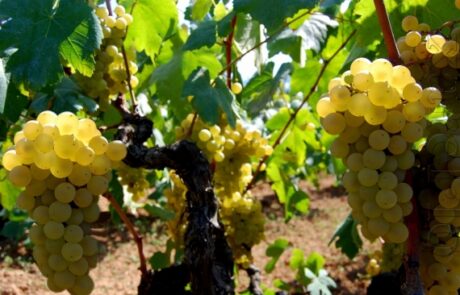 Cava Martin Soler