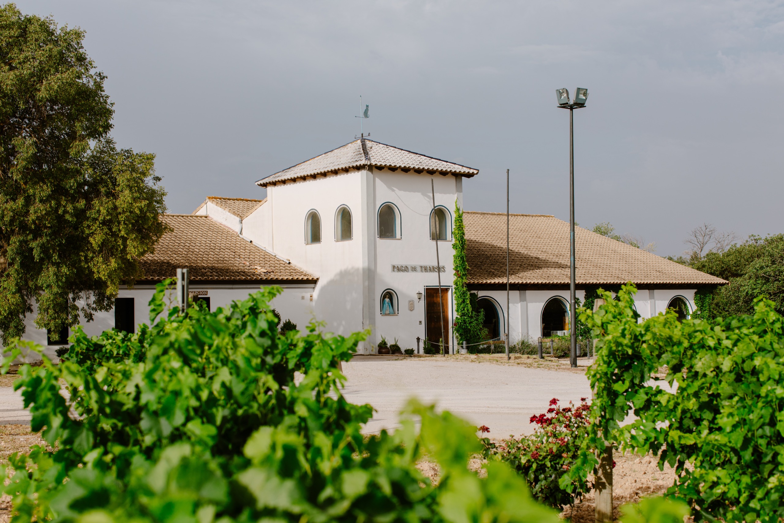 Bodega Pago de Tharsys