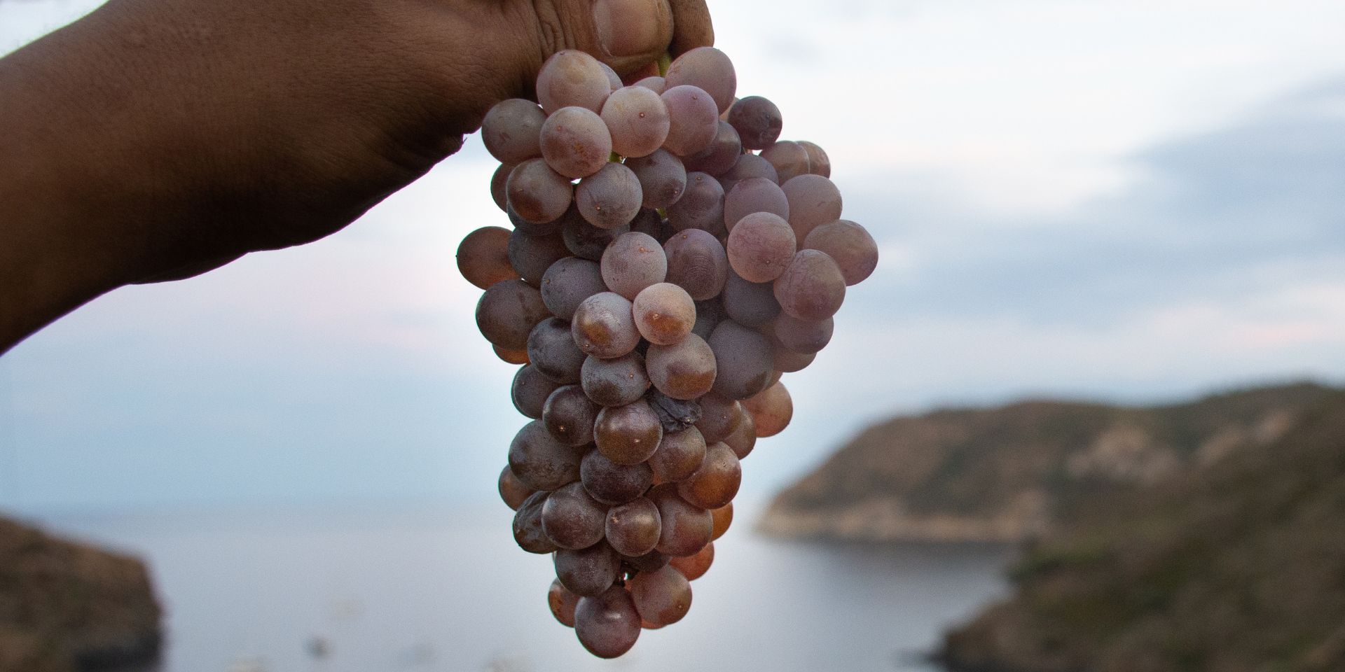 Bodega Cala Joncols