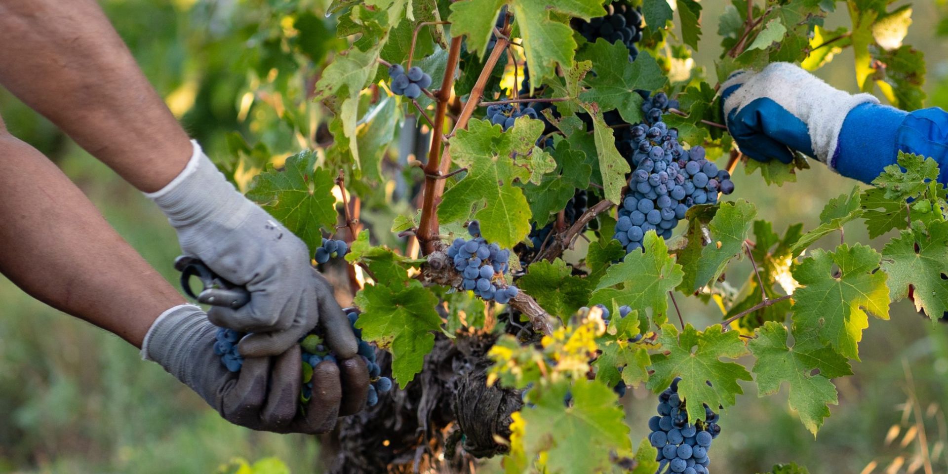 Bodegas D`Aubert