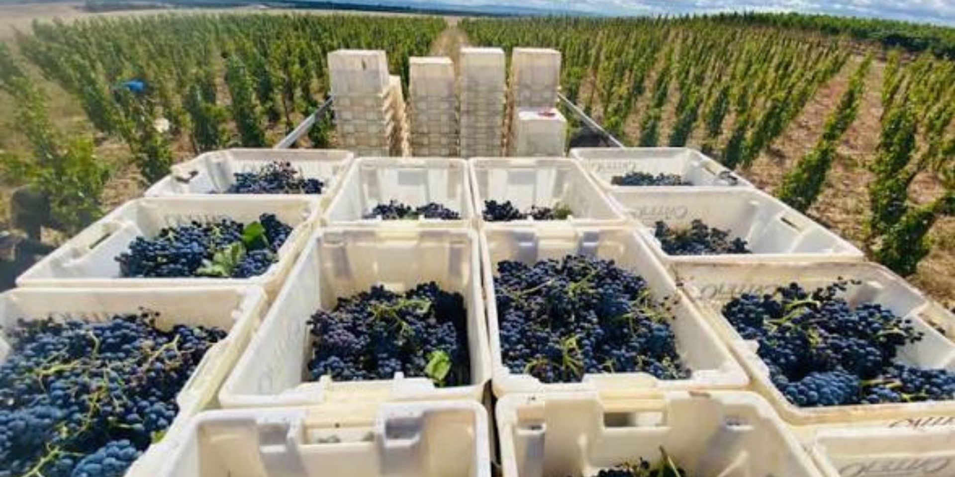 Bodegas Felix Callejo
