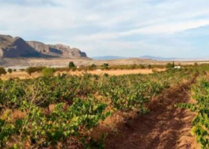Bodegas Jabalcón
