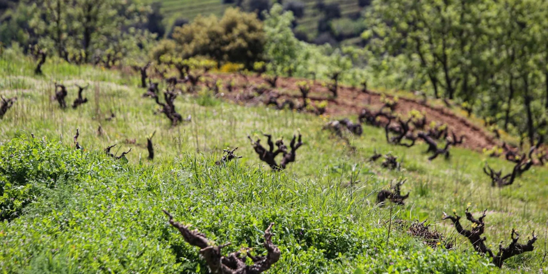 Bodegas Cámbrico