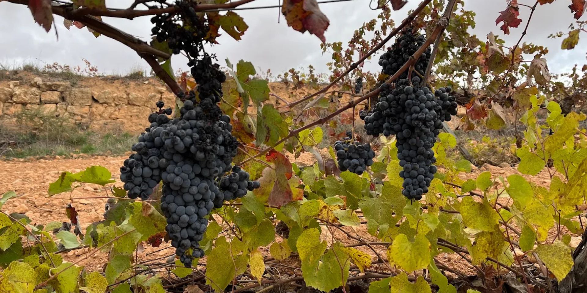 Bodegas Nodus