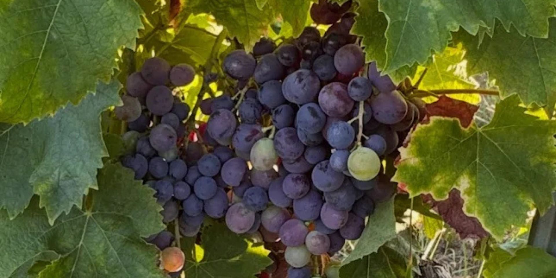 Bodegas Mas de Rander