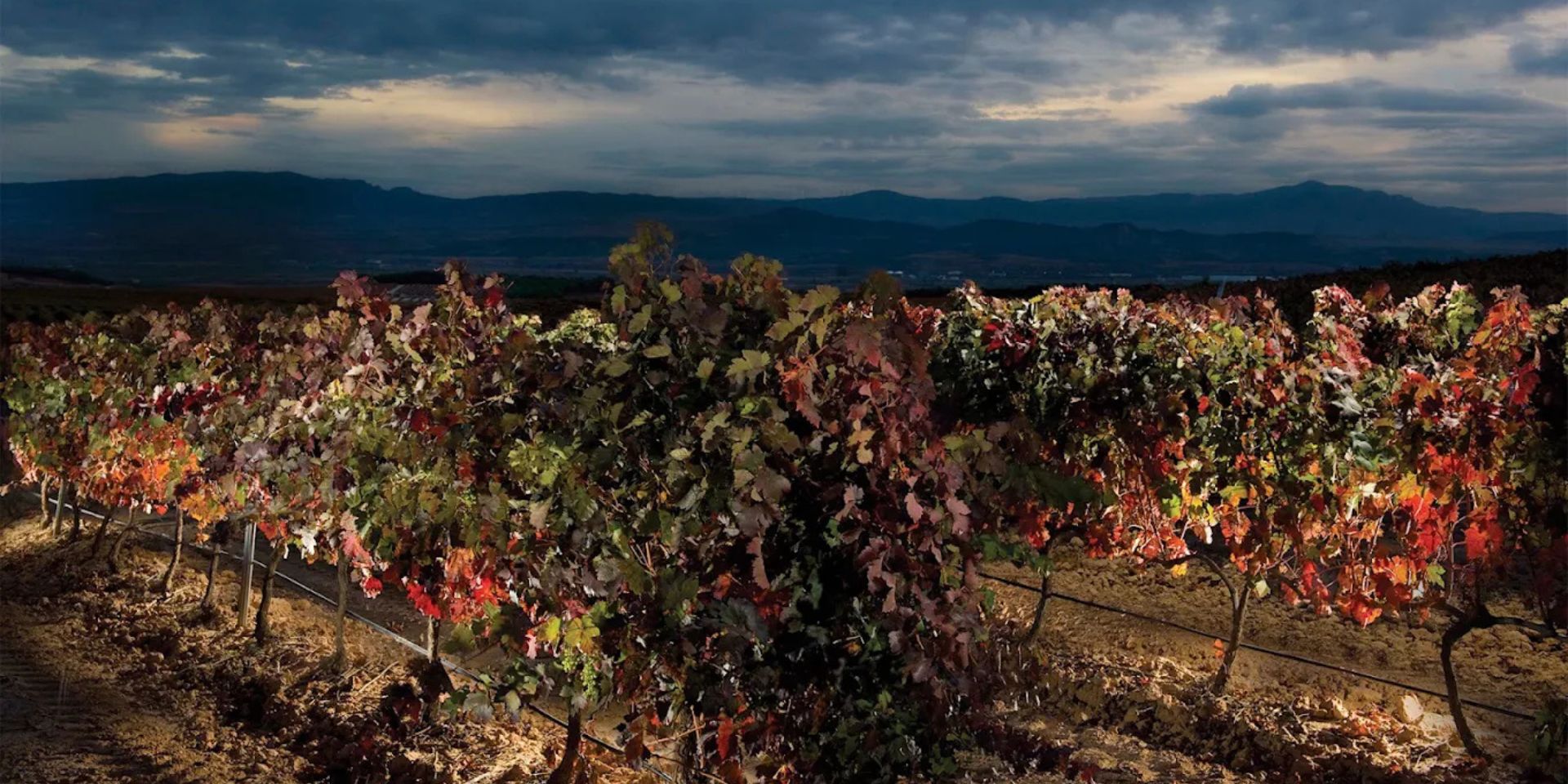 Bodegas Finca Manzanos