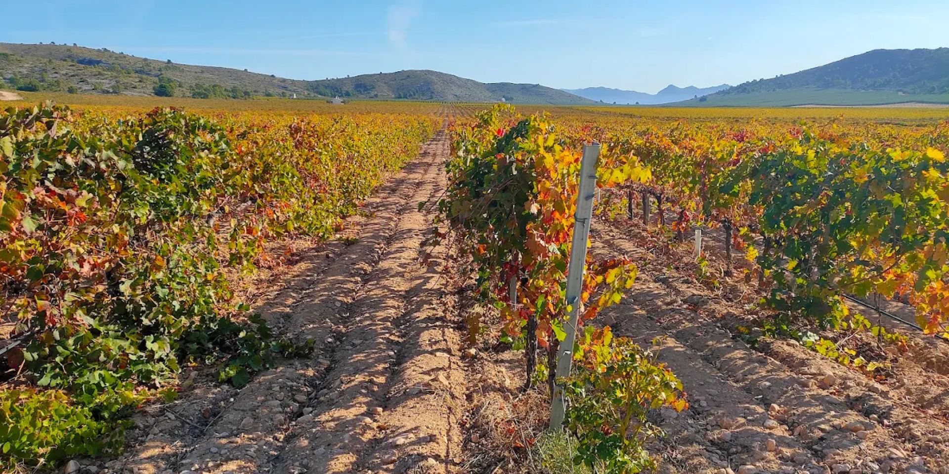 Bodegas Francisco Gomez