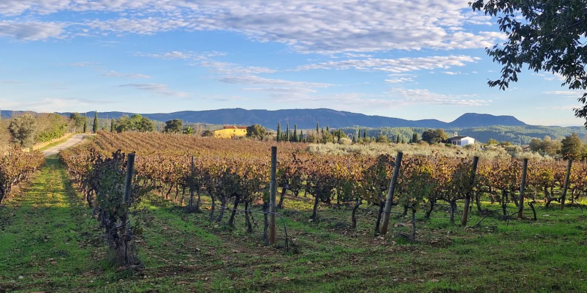 Bodegas Barón D'Alba