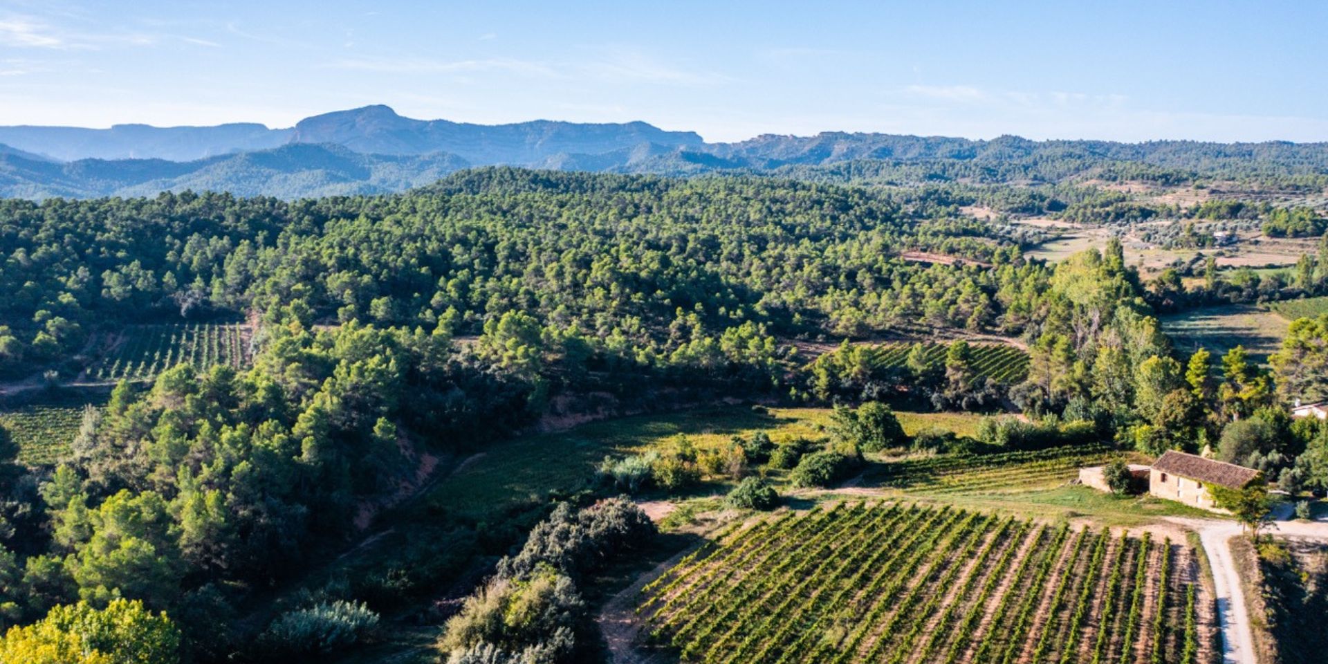 Bodegas D`Aubert