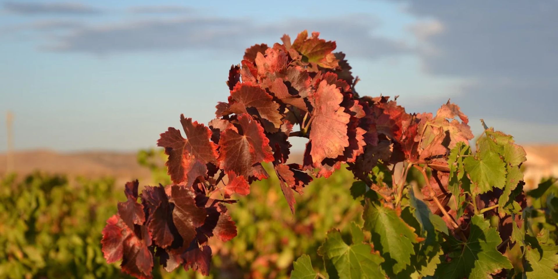 Bodegas Tempore