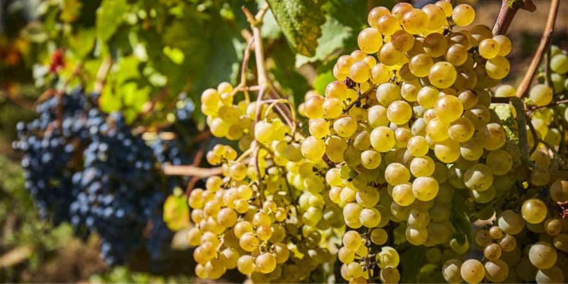 Bodegas Vidas