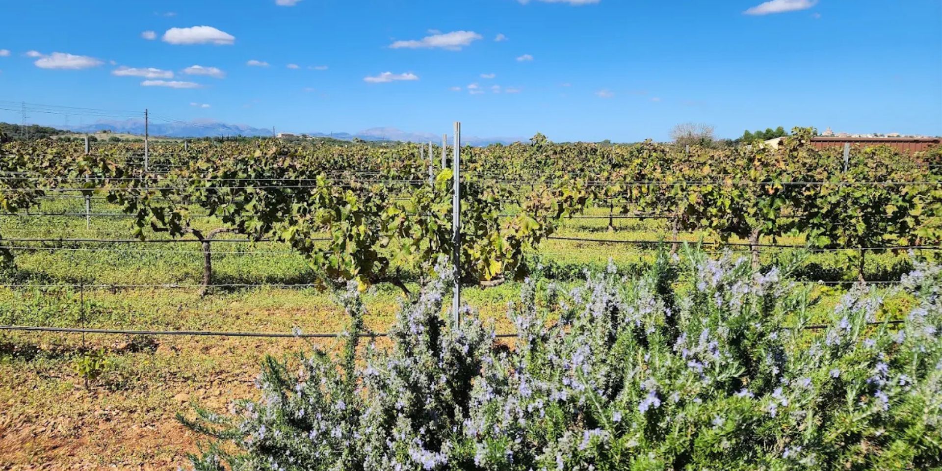 Vinyes I Bodegues Miquel Oliver