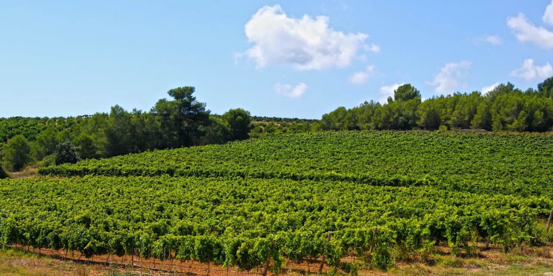 Bodegas Mas de Rander