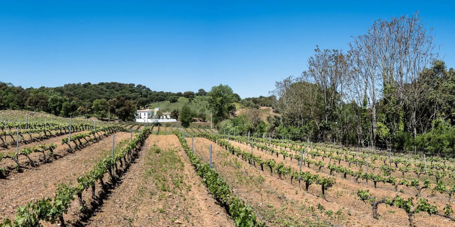 Bodegas Fuente La Reina