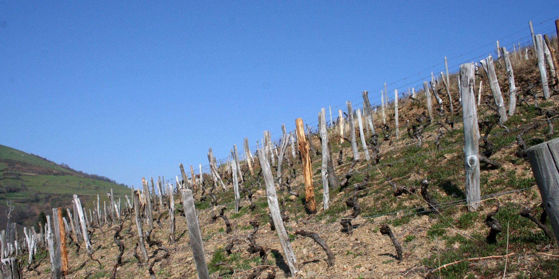 Bodegas Vidas