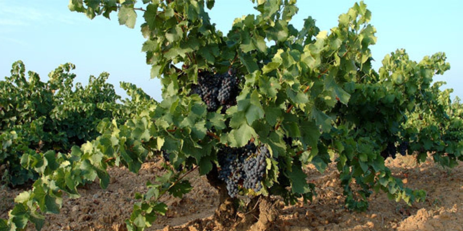 Bodegas Solar de Urbezo