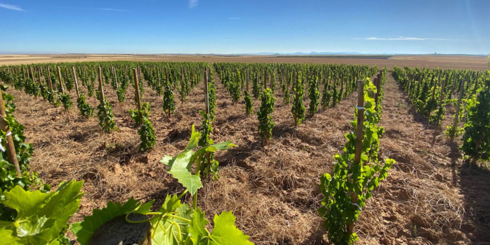 Bodegas Felix Callejo