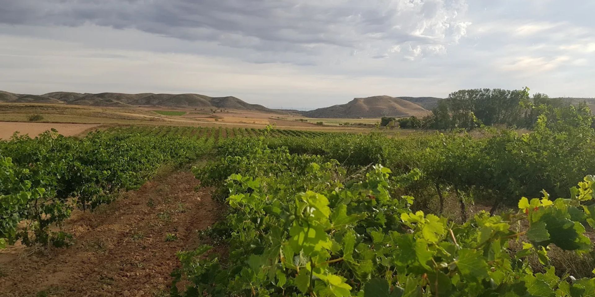 Bodegas Tempore